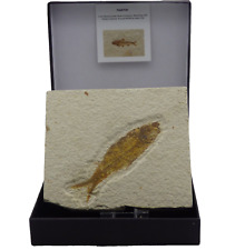Fossil Knightia Fish Gift Boxed Eocene  Green River Formation Wyoming USA +Stand