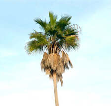 Robust Washingtonia - -