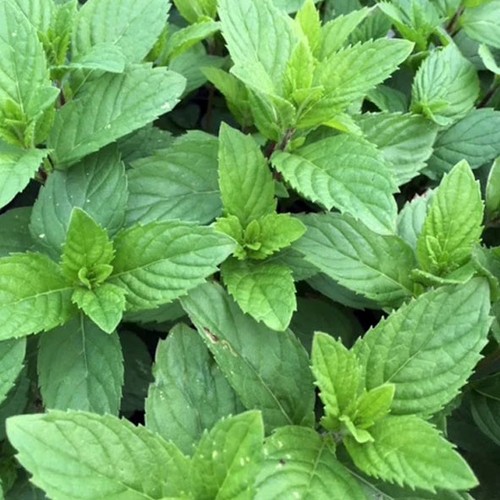9cm plant lemon - lemon, mint