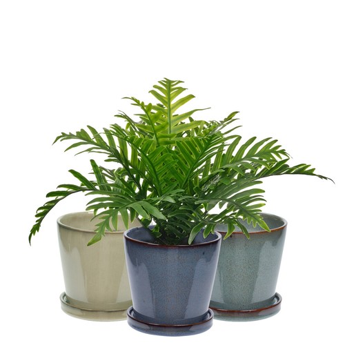 Indoor ceramic plant pot - indoor,