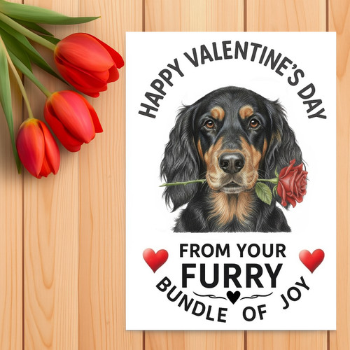 Gordon setter valentine - gordon, valentine’s
