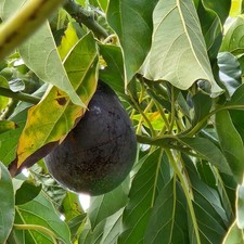 Genesis Avocado New Cultivar