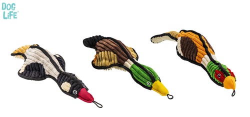Dog life flying flock - life,