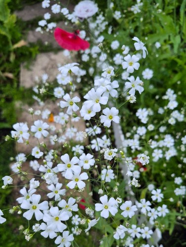 Gypsophila covent garden - gypsophila, garden’