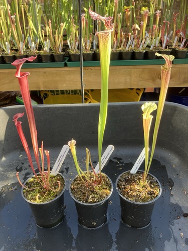 Sarracenia collection - , ‘b’