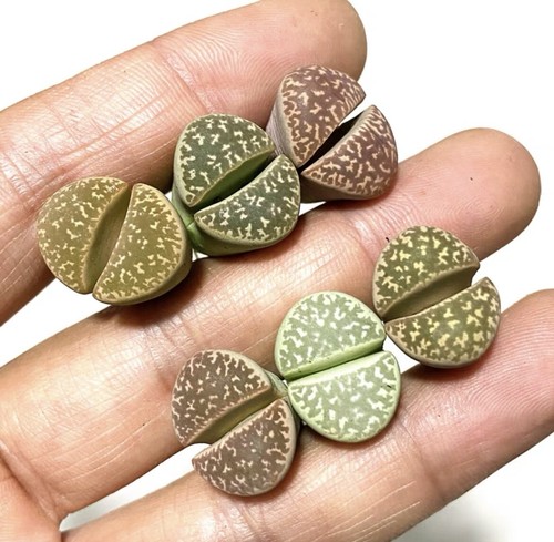 Sale 5cm lithops - sale, c304
