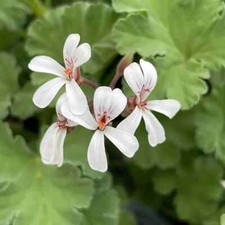 Scented Pelargonium Nutmeg