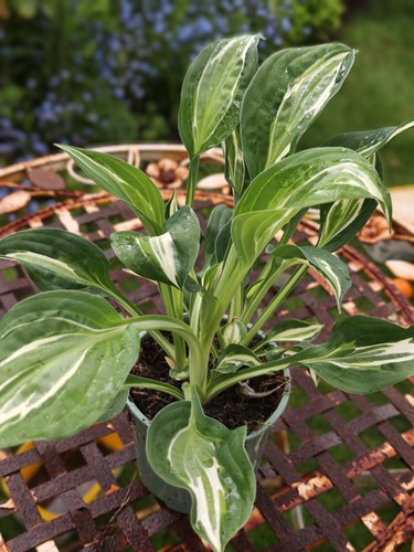 Hosta minuteman plant 13cm - hosta,