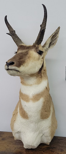 Pronghorn antelope shoulder - antelope,