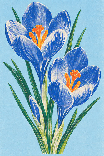 Crocus risograph print - crocus,