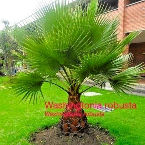 Washingtonia robusta 30 - robusta, 30-50