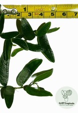 x2 Ficus Punctata 'Panama' -