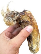 2 Large Hairy Bull Horns With