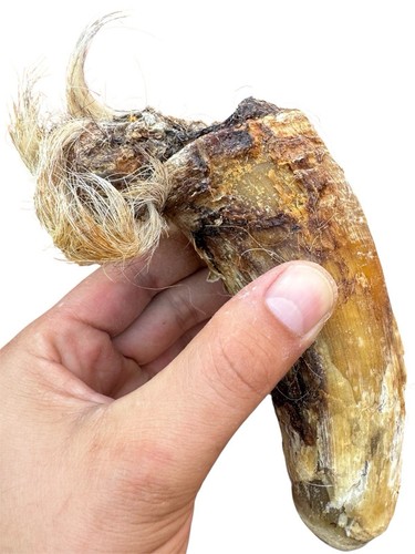 Medium hairy bull horns - 2,