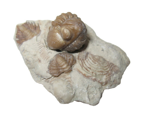 Devonian paciphacops kainops - devonian,