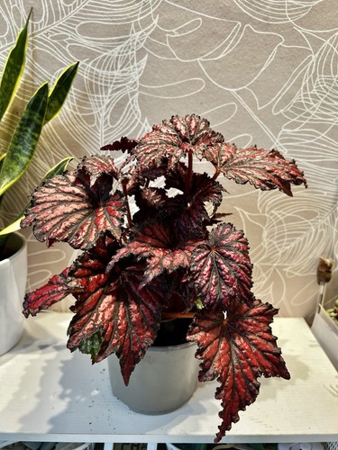 Begonia rex merrymaker - begonia,