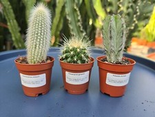 Pugh's Cacti - Mix of 3