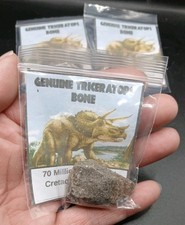 Fossil Triceratops Dinosaur