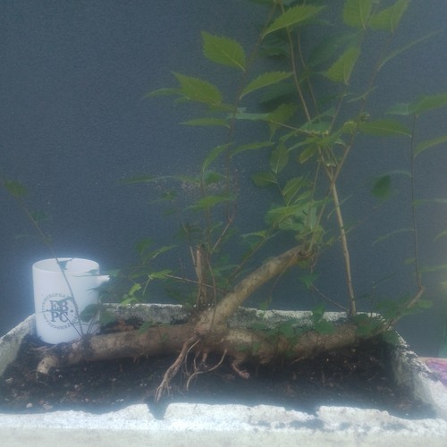 Elm bonsai tree raft style - bonsai,