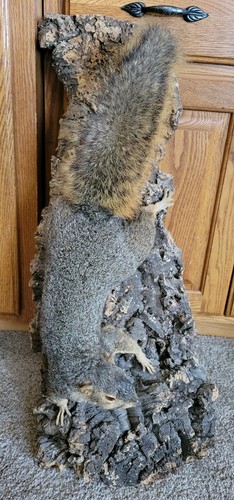 Fox squirrel climbing - squirrel, bark