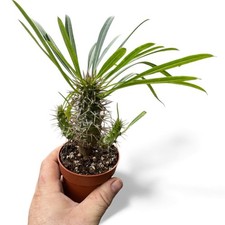 Pachypodium Lamerie | Caudex Plant | Cactus Succulent | 9cm Pot | Rare