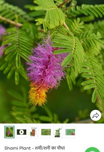 Shami swammi plant - shami, chikkur