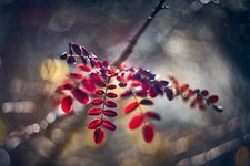 Sony E Fit Lens Helios 44M