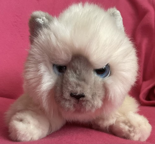 Keel cuddle kittens blue cream - keel,