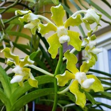 Rare Vanda tessellata flava orchid plant  NFS , not in bloom