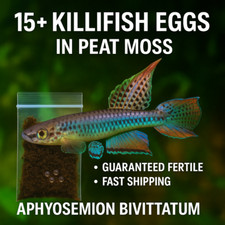Killifish Eggs Live Killi Egg - Aquarium Fish 15 Eggs Aphyosemion bivittatum
