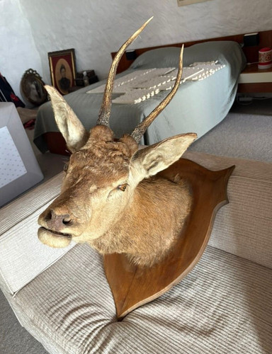 Antique taxidermy deer head - taxidermy,