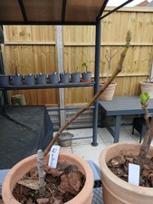 Calimyrna Fig Rooted - Very