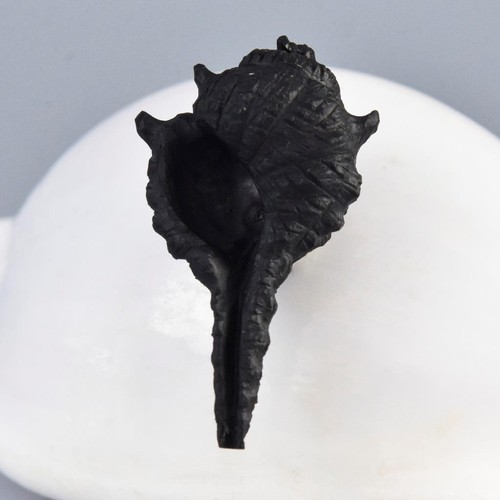 Sea snail shell focal bead - sea,
