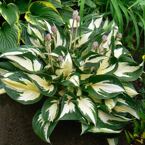 Hosta fire and ice variegated - hosta,