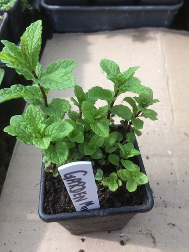Mixed herb plants 7cm pots - plants,