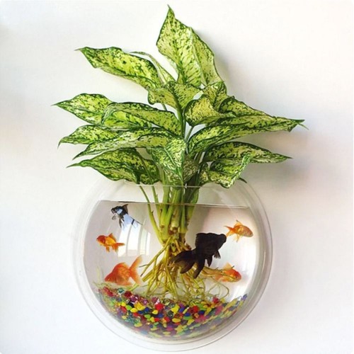 Acrylic wallmounted fish tank - wallmounted,