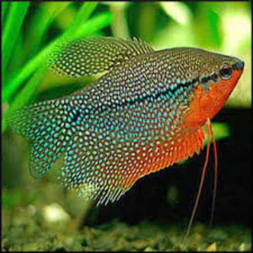Pack pearl gourami live fish - 4-pack,