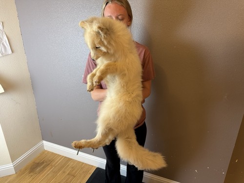 Full body arctic fox taxidermy - full,