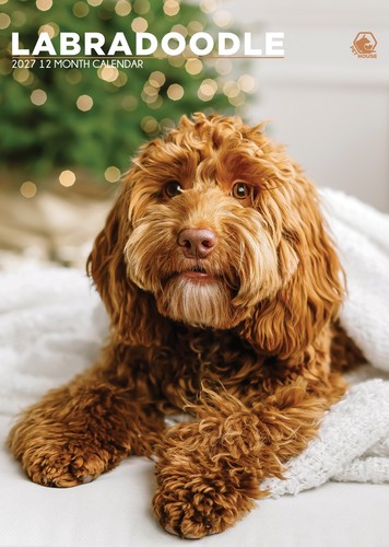 Labradoodle 2027 a3 wall - |,