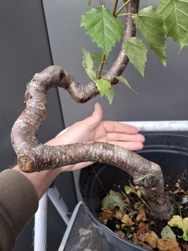 Part trained yamadori birch - part,