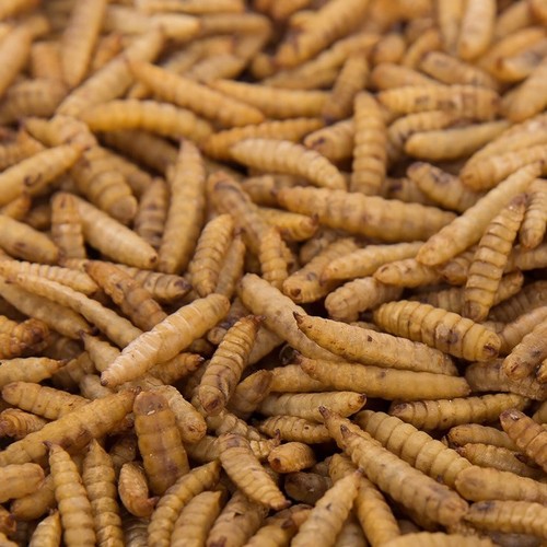 Dried calciworms refill - dried,