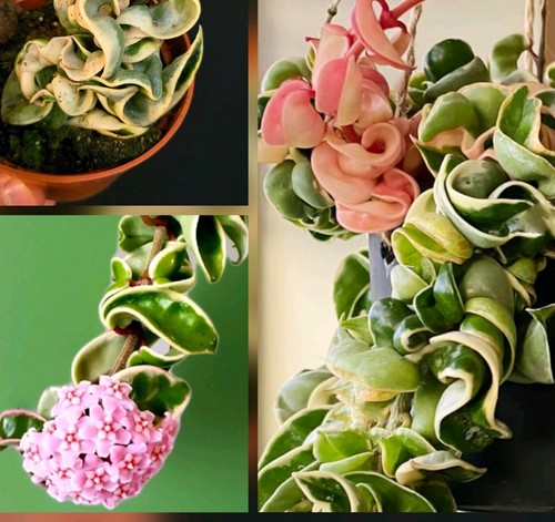 Hoya carnosa compacta - hoya,