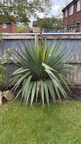 Mature yukka plant recently - yukka,