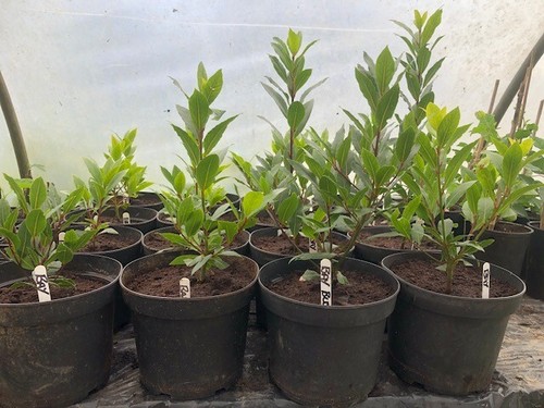 Bay tree hardy herb laurus - hardy,