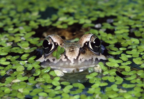 5000 duckweed floating - 5000++,