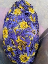 5g-50kg Dried BLUE LOTUS
