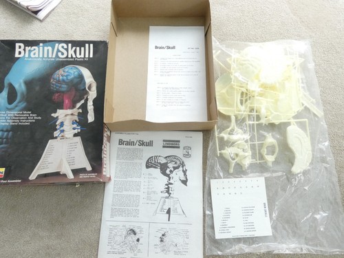 Vintage lindburg brain - vintage, brain-skull