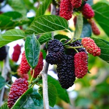 Mulberry Mojo Berry Morus
