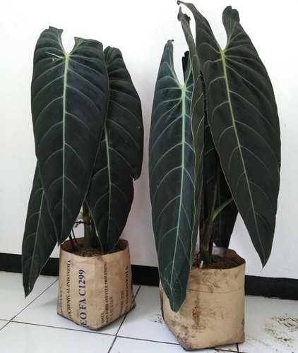 Philodendron melanochrysum - philodendron,