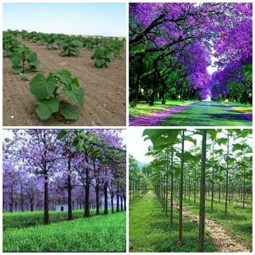 Paulownia elongata pink - elongata,,